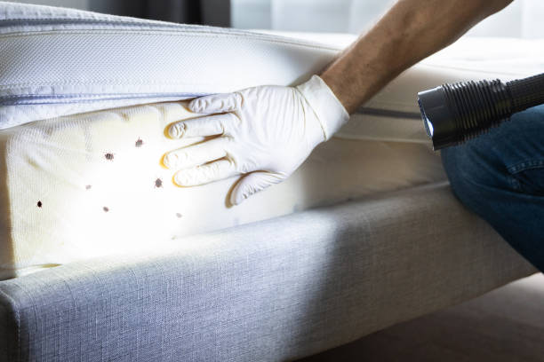 Trusted Merrydale, LA Pest Control Experts