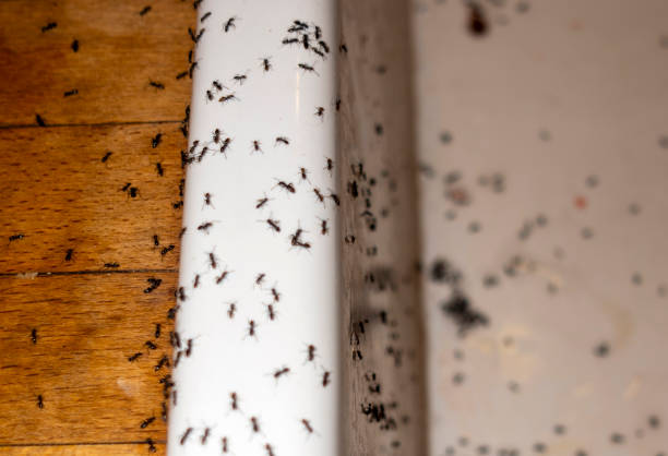 Best Termite Control Services  in Merrydale, LA