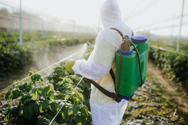 Best Pest Prevention Services  in Merrydale, LA